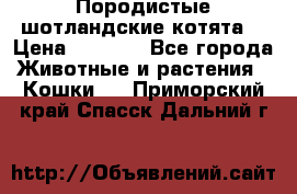 Породистые шотландские котята. › Цена ­ 5 000 - Все города Животные и растения » Кошки   . Приморский край,Спасск-Дальний г.